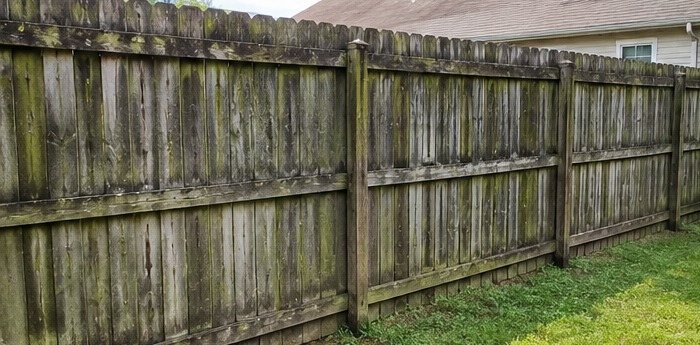Full wood fence line covered in moss and mildew before cleaning