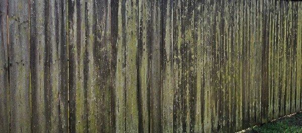 Wood fence covered in mold, mildew and green algae stains before cleaning