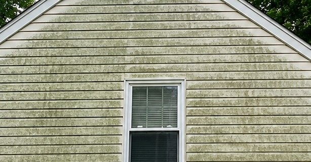 Vinyl siding covered in green algae and dirt streaks before soft washing